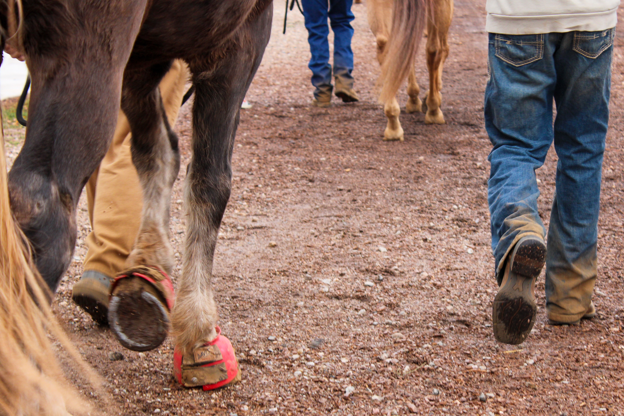 Image A Thompson School District middle schooler leads his horse to rest during a Hearts & Horses Changing Leads session in October 2025.