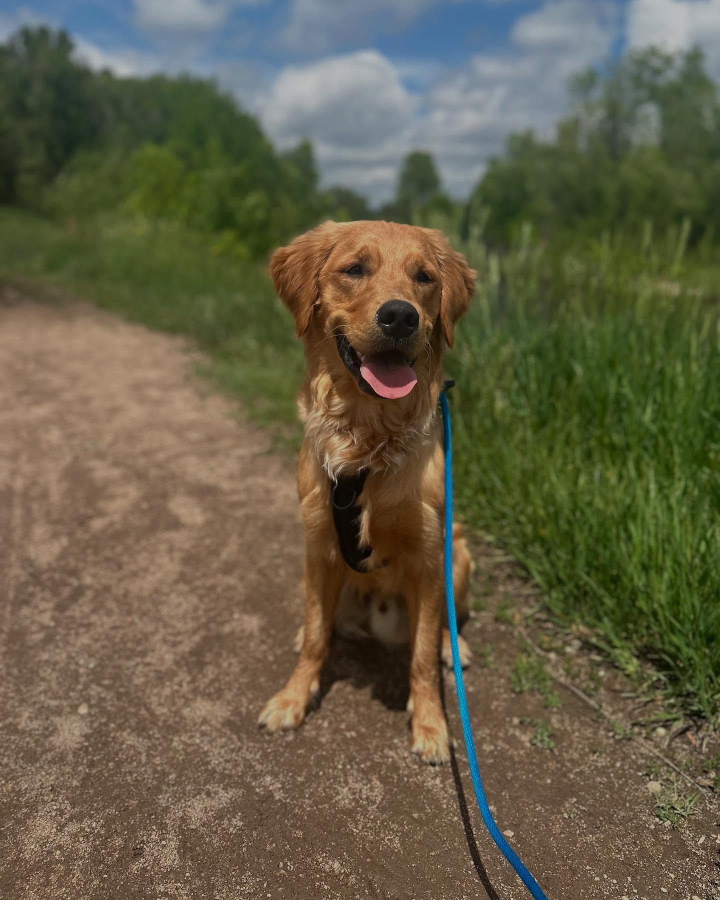Image Responsible dog walking/hiking means I can stay safe on the trails without worrying about another dog approaching me if I’m not feeling it. My mom never turns down a chance for a photo contest! By @ the_adventuresofwaynebeautrout