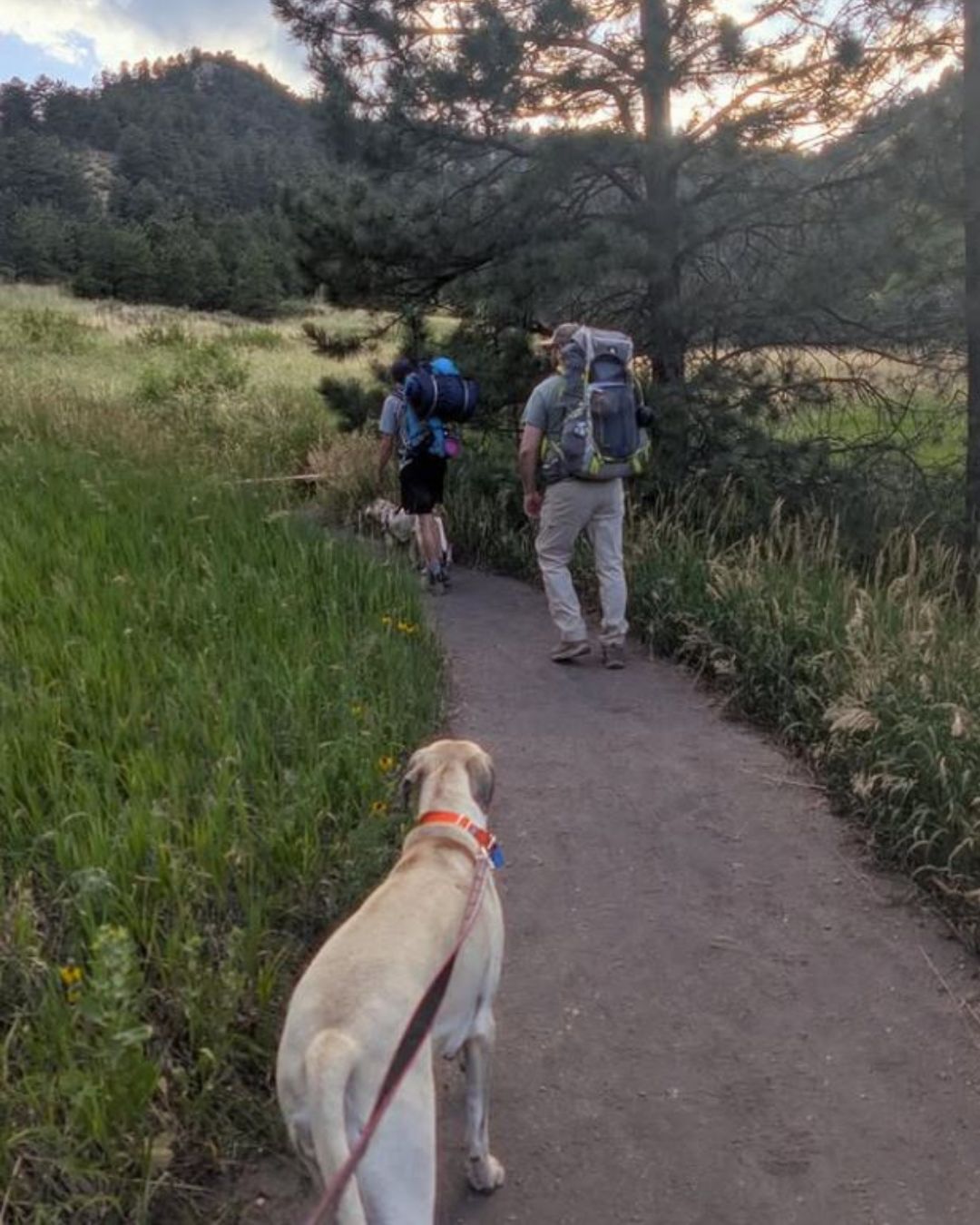 Image Mini backpack trip 😁 yay adventure time. Sukha the adventure dog did really well sleeping in the tent without a rain fly on. By @Sukha_Blackmouthcur