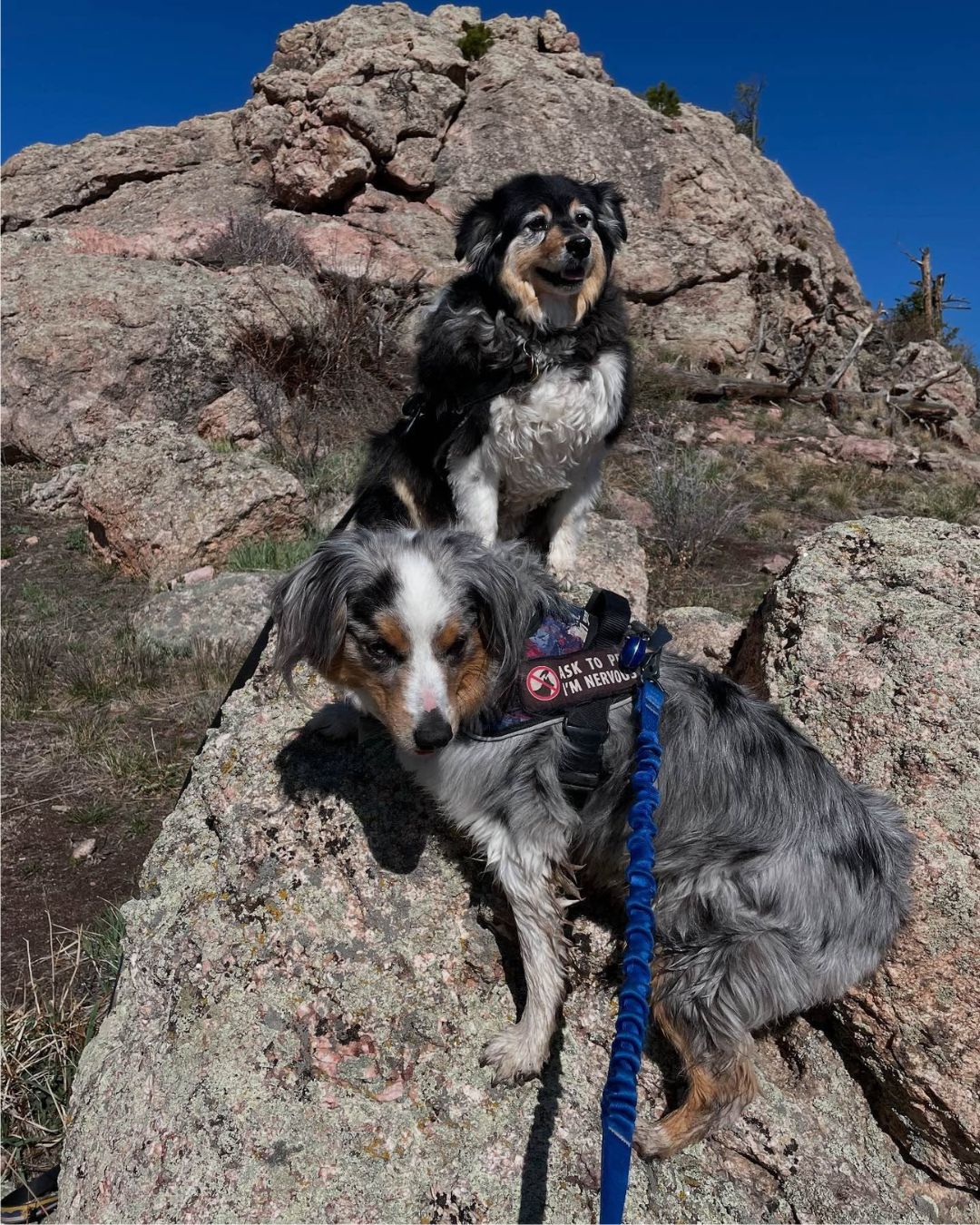 Image Keeping Ms Oakley & Ms Faraday on their leashes not only keeps th safe but also everyone around us safe - plus it is what responsible pet owners do!!