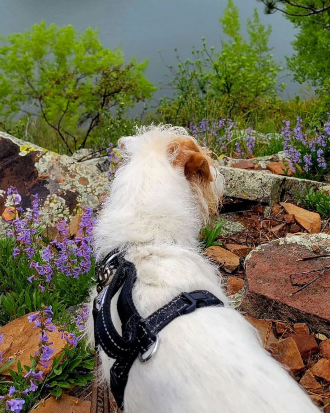 Image Cabby on the new Bay to Bay trail, which opened on May 23, 2025. Cabby always wears a harness and leash to keep her and wildlife safe. She also keeps waste bags tied to her leash for easy access when we need it. By @lynettejohnson
