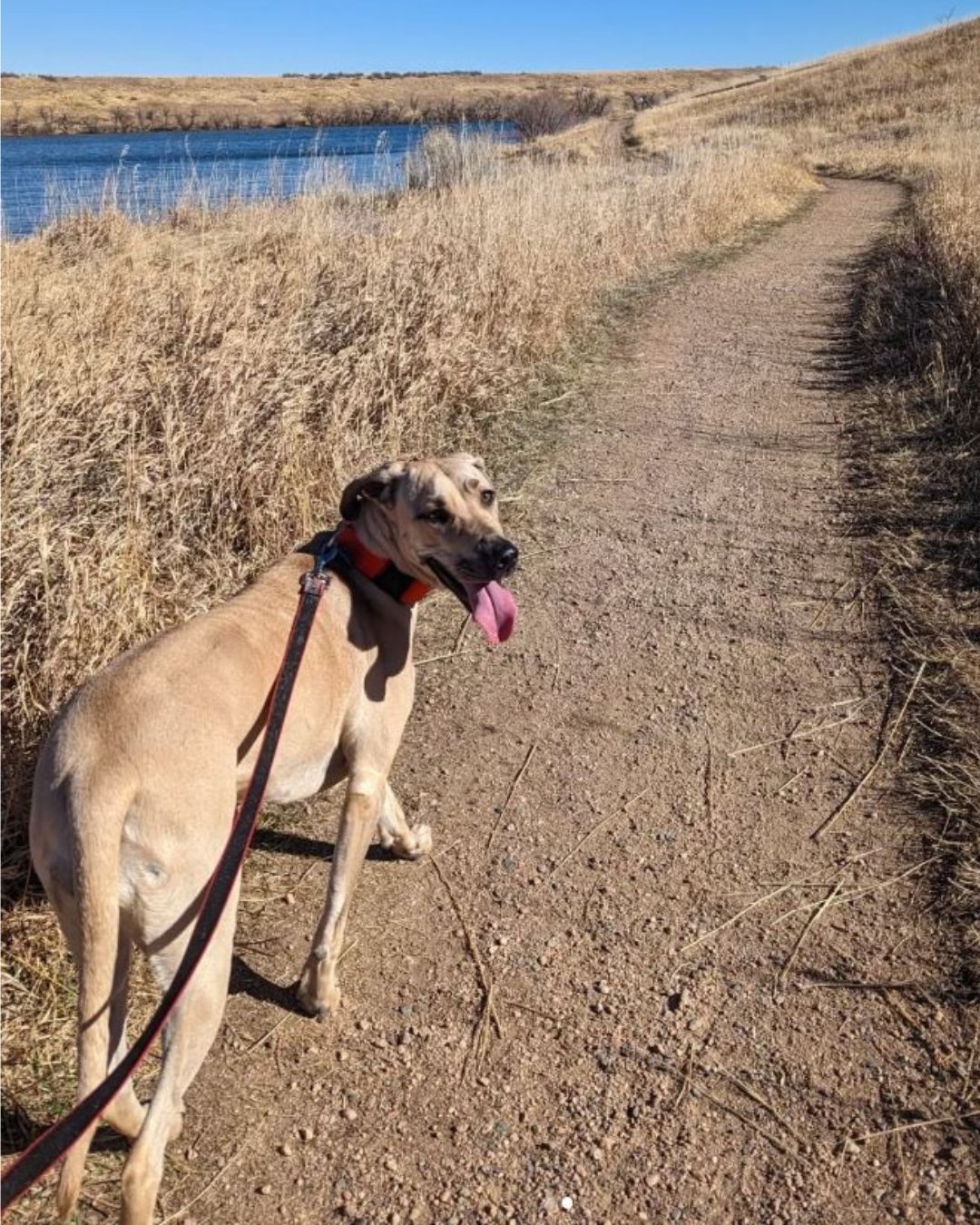 Image Beautiful day for a hike around a lake. Yay life! By S@ukha_Blackmouthcur