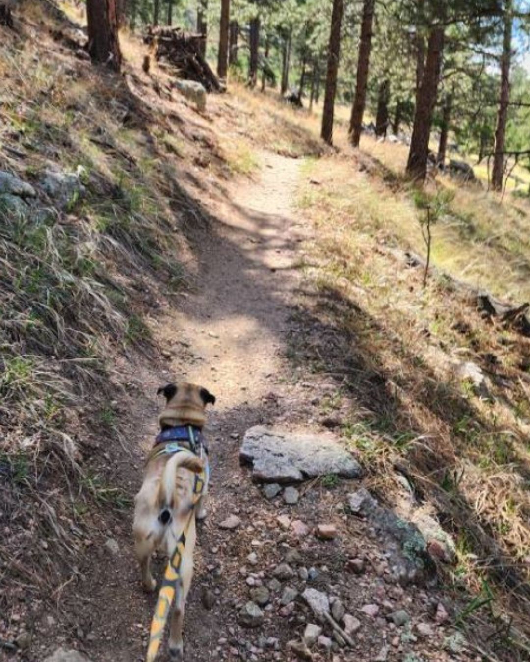 Image Brody always stays leashed and on trail - you should too or he will be silently judging you. By Abby Laib