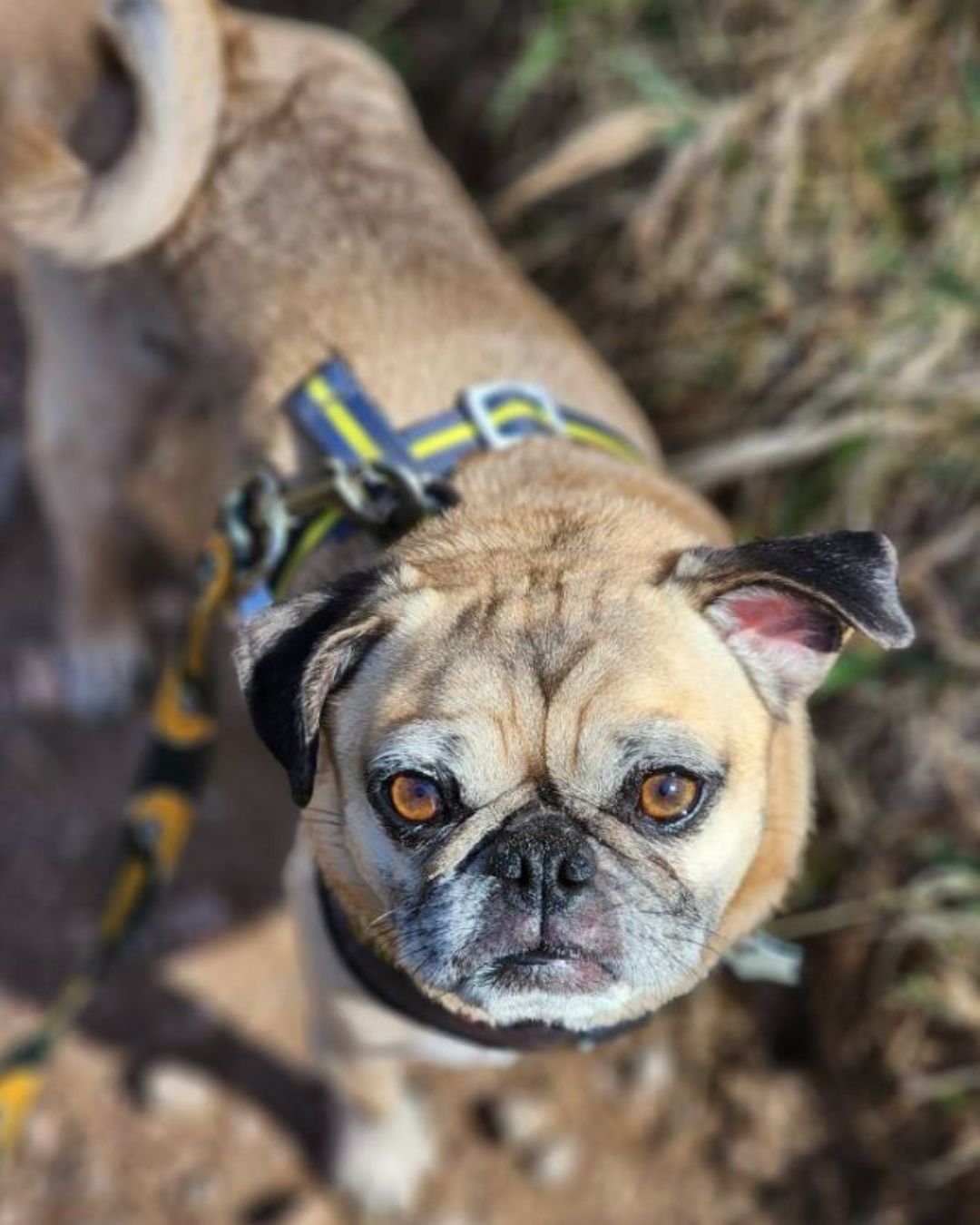 Image Brody always stays leashed and on trail - you should too or he will be silently judging you. By Abby Laib