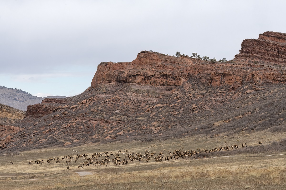 Image Wildlife captured at Heaven's Door Ranch, Larimer County's future open space, courtesy Dawn Wilson