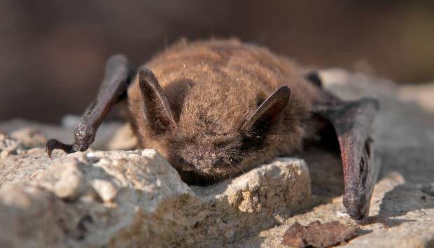 Little brown bat laying on a rock