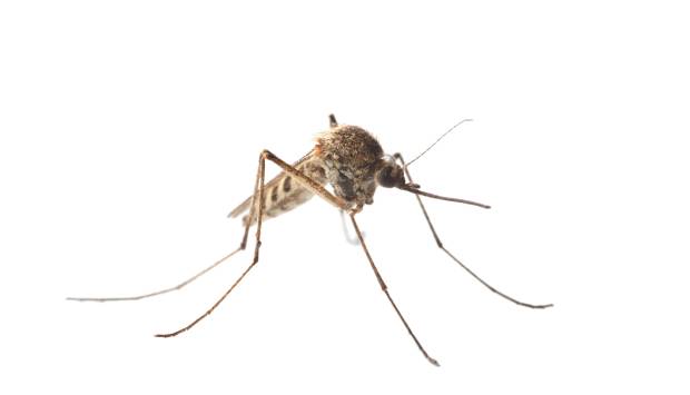 picture of culex mosquito