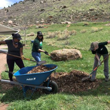 Three volunteers shoveling mulch into a wheelbarrow.