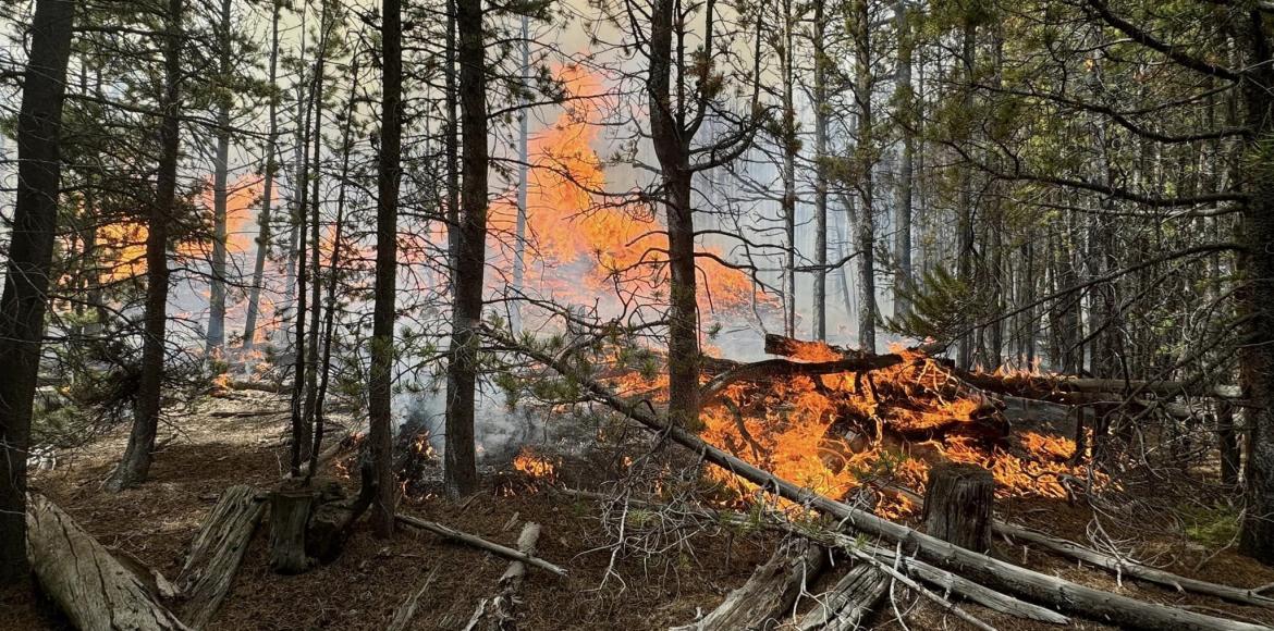 orange flames burn within a dense forest of trees and downed timber