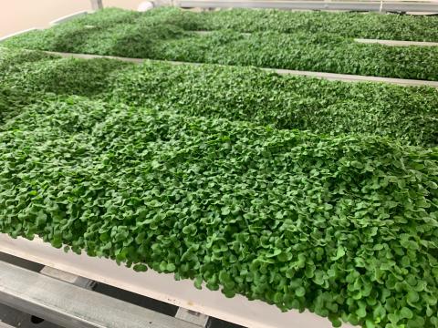 Broccoli starts growing in a greenhouse