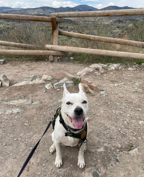 A white dog on a trail at Devils Backbone with the mountains in background.