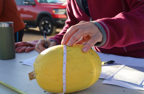 A volunteer measures the size of a squash