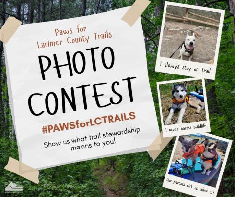An ad for the Paws for LC Traisl photo contest