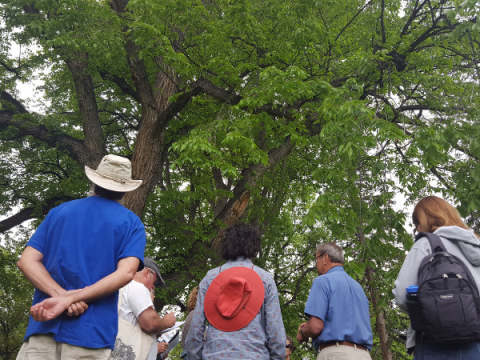 A group of Master Gardeners stand looking at a tree
