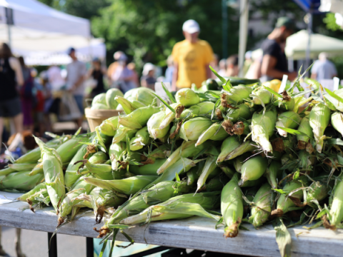 Corn at a vendor stand at the Larimer County Farmers' Market