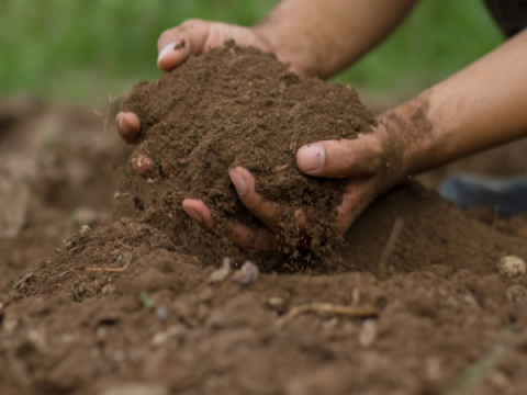 Hands Holding Soil