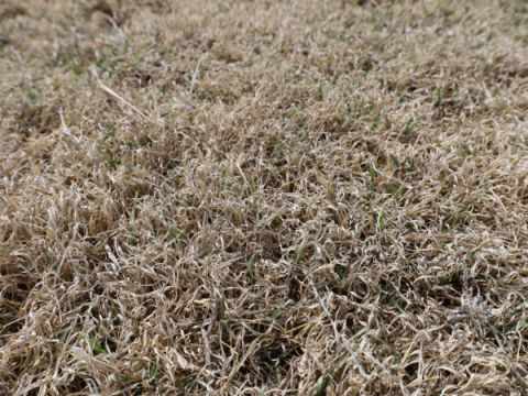 Buffalo grass in May. It's still light brown with only small bits of green.