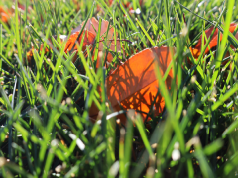 Kentucky bluegrass in early October. Most of the grass is green.