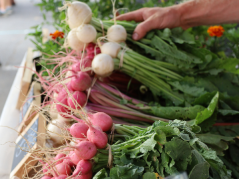 Turnips at the Larimer County Farmers' Market