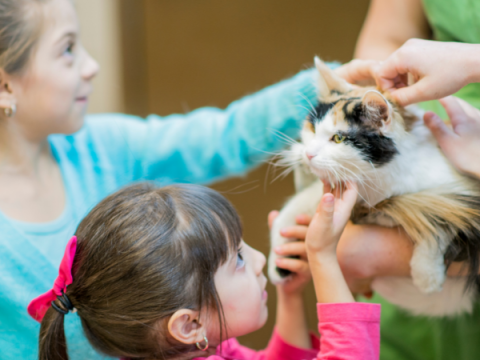 4-H Projects | Larimer County