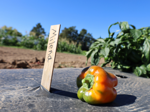 A sweet pepper sits on the ground next to a label stating it's variety (