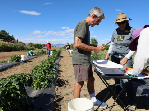 A group of Master Gardeners harvest sweet peppers and gather data.