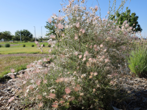 Apache Plume