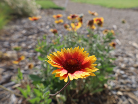 Blanket Flower