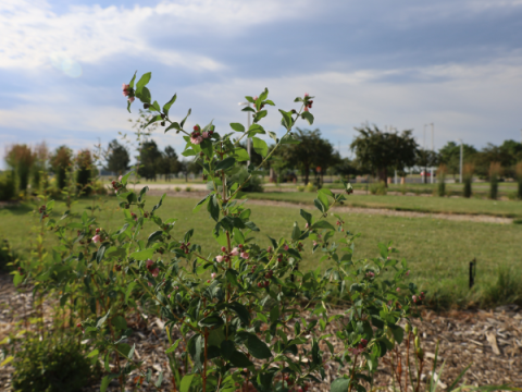 Picture of bluegrass section of Demonstration Garden