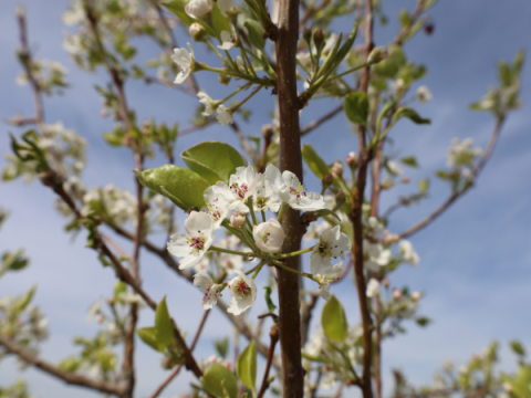 Chanticleer Pear