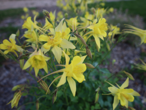 Columbine