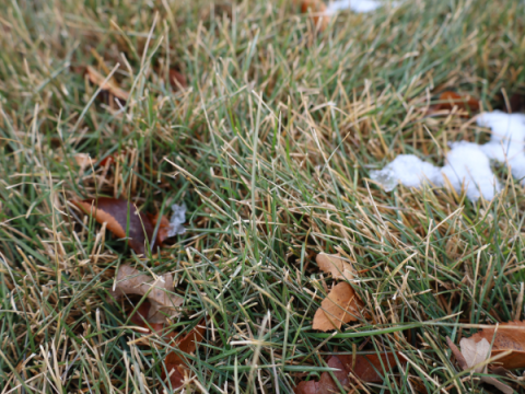 Kentucky bluegrass in early December. About half of the grass is green.