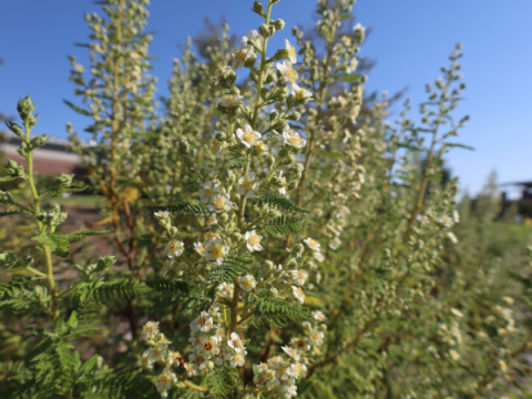 Fernbush