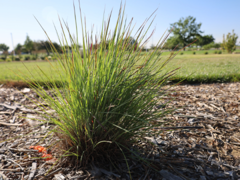 Little Blue Stem