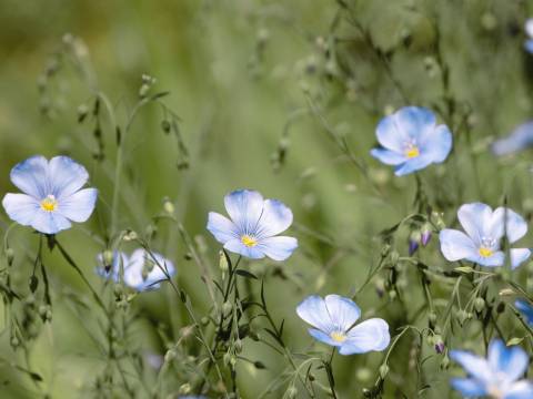 blue flax