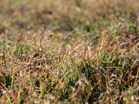 Buffalo grass in October. It's still light brown with only small bits of green.