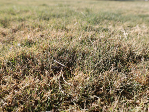 Bermudagrass in October. About 30% of the grass is green.