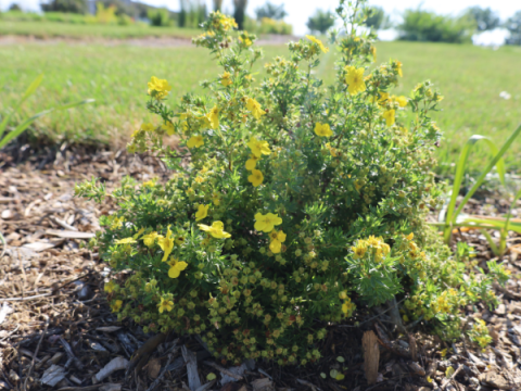 Potentilla Cinquefoil