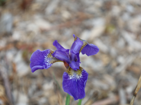 Siberian Iris