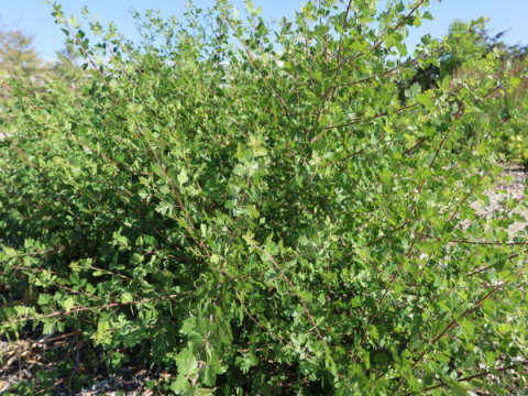 Skunkbush Sumac