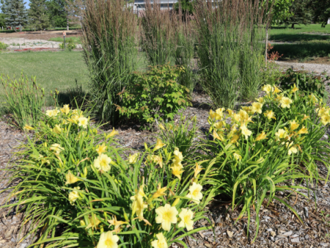 Stella D'Oro Daylily