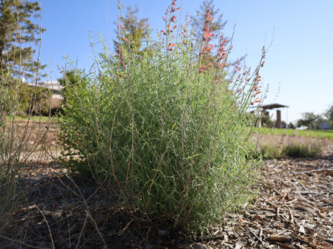 Sunset Hyssop