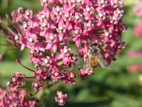 swamp milkweed