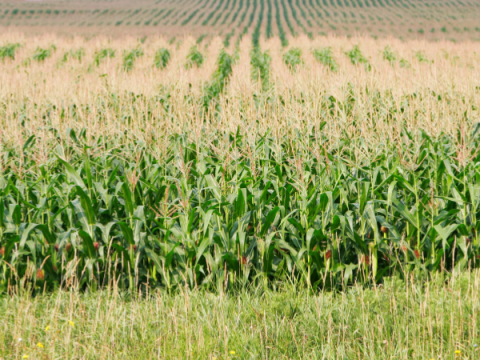 Corn Field