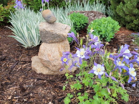 A landscaped yard in Larimer County