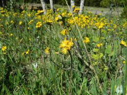 Meadow Hawkweed