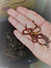 Red wigglers Red wigglers